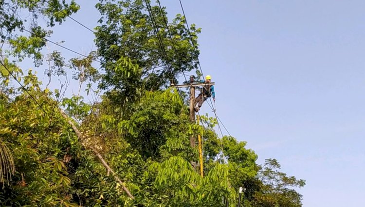 Petugas PLN sedang memperbaiki jaringan listrik yang tertimpa pohon tumbang di Desa Sukarami, Kecamatan Kikim Barat, Lahat. (ist/rmolsumsel.id) 