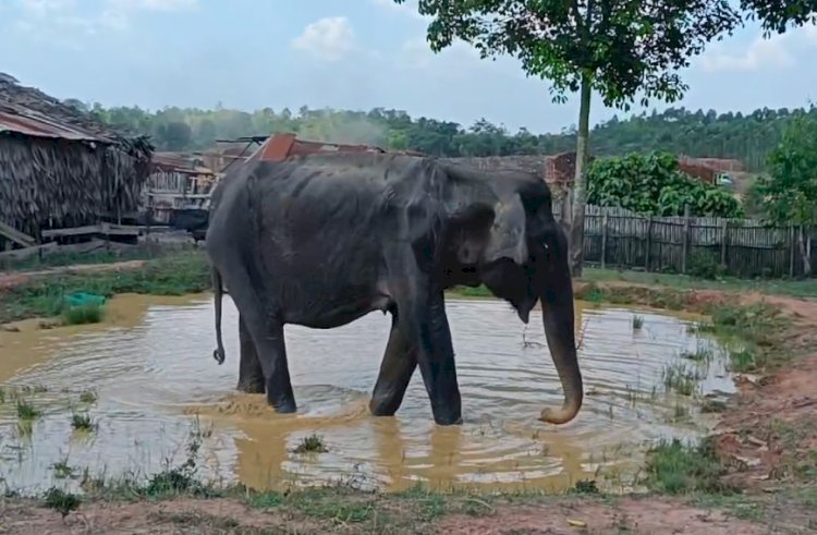 Seekor gajah betina liar ditemukan dalam kondisi terluka parah dan lemas setelah memasuki permukiman warga di Desa Semanggus, Kecamatan Talang Ubi, Kabupaten Penukal Abab Lematang Ilir (PALI)/repro