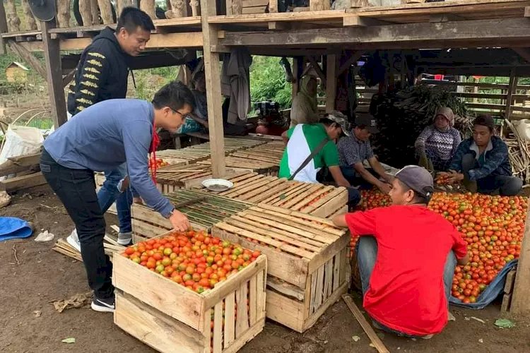 Petani Tomat di Pagar Alam/ist