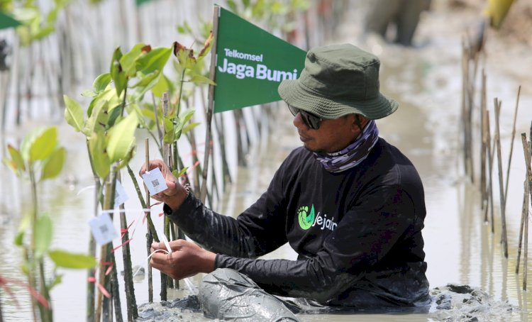 Suasana kegiatan penanaman pohon Mangrove/ist
