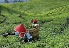 Libur Natal dan Tahun Baru, Pagar Alam Prediksi Kedatangan 12 Ribu Wisatawan