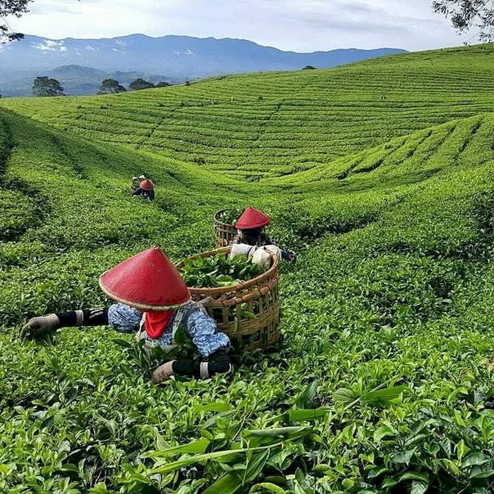 Suasana objek wisata kebun teh gunung Dempo Pagar Alam. (Handout)