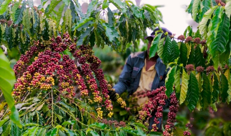 Kebun kopi di Sumsel/ist