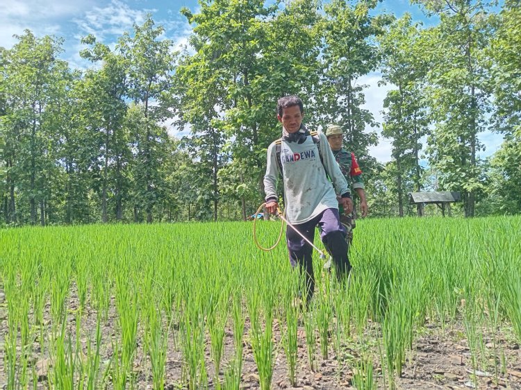 Petani yang Madiun yang menanam padi di lahan hutan. (ist/rmolsumsel.id) 