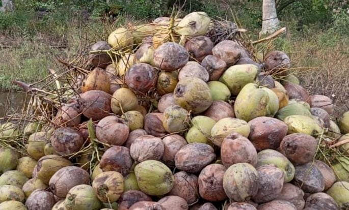 Barang bukti buah kelapa yang dicuri. (ist/rmolsumsel.id)