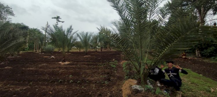 Perkebunan Kurma Milik Pak Seman Warga Curup Jare Pagar Alam. (Taufik/RMOLSumsel.id)