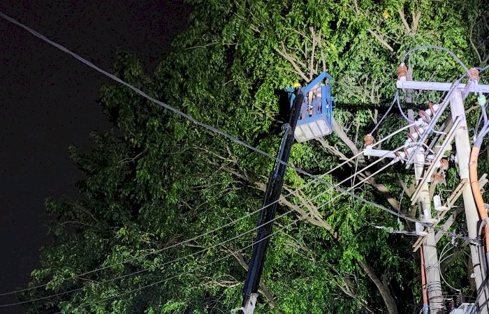 Petugas PLN melakukan pemangkasan pohon di sekitar jaringan listrik. (ist)