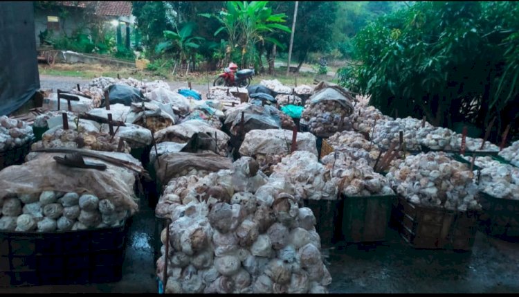 Harga karet di OKI/ist