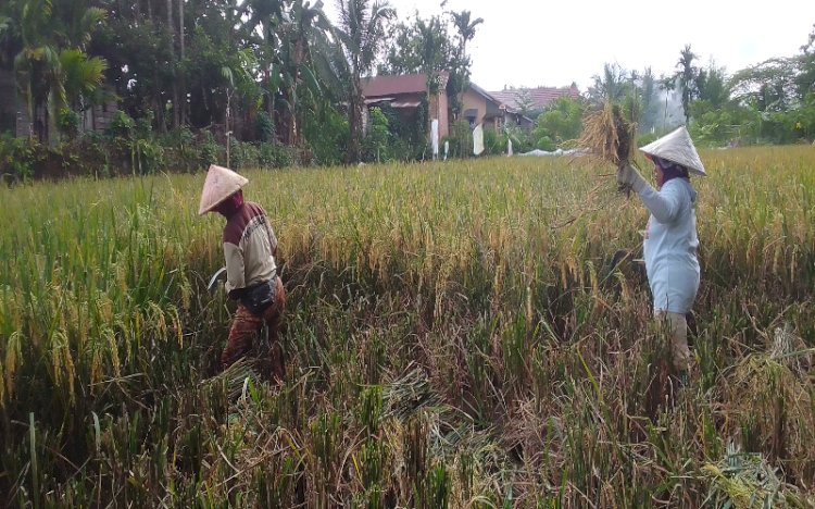 Petani padi di Kelurahan Taba Jemekeh, Kecamatan Lubuklinggau Timur I, Kota Lubuklinggau, Sumatera Selatan, terpaksa melakukan panen lebih cepat akibat angin kencang/Foto:Ansyori Malik