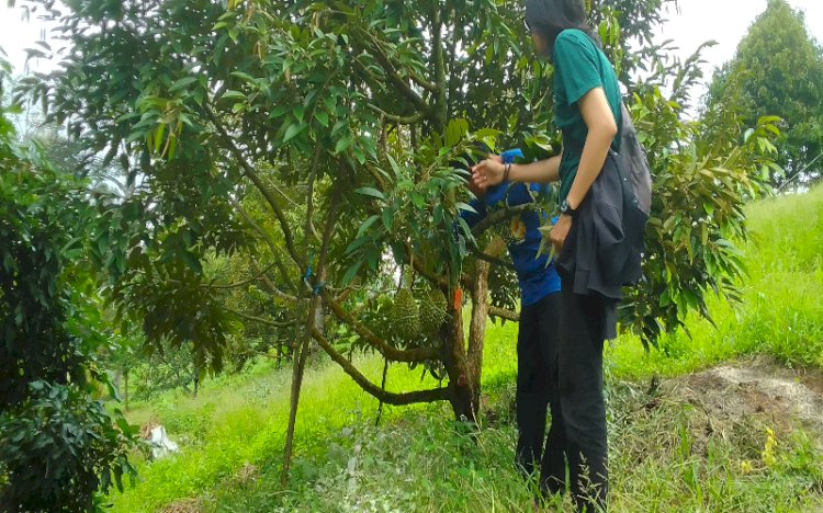 Kebun buah durian di wisata Nau Garden kota Lubuklinggau/ist