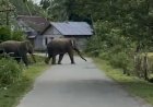 Dua Ekor Gajah Liar Masuki Pemukiman Warga di Aceh Barat