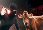 Komplotan Pencuri Sapi di Musi Rawas Terbongkar, Satu Pelaku Ditangkap
