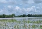 Dua Kecamatan di OKI Dilanda Banjir, Ratusan Hektare Sawah Terancam Puso