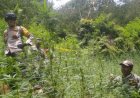 Ini Kronologi Penemuan Ladang Ganja di TN Bromo Tengger Semeru