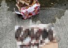Setelah Kepala Babi, Tempo Dapat Kiriman Bangkai Tikus