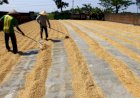 Harga Gabah di Sumsel Masih di Bawah HPP, DPRD Sindir Kinerja Bulog