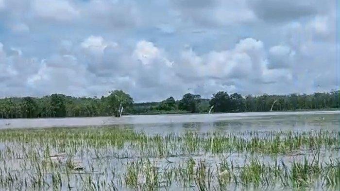 Sawah di OKI yang terendam banjir. (ist/rmolsumsel.id) 