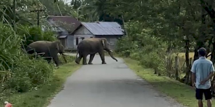 Dok Foto/BPBD Aceh Barat