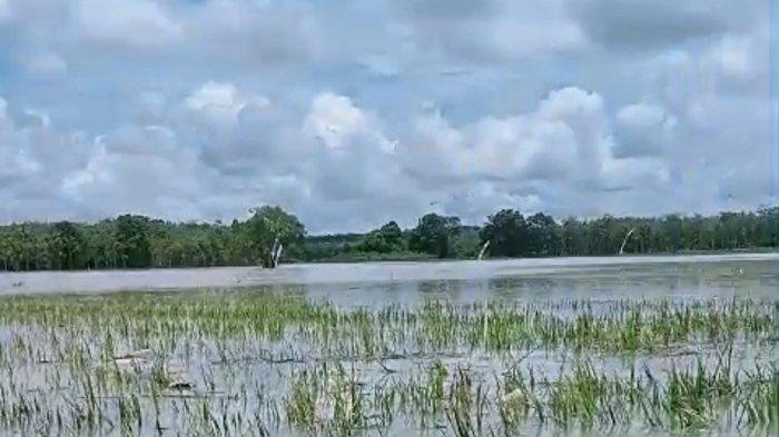 Sawah warga di Kecamatan Lempuing terendam banjir/ Foto: Hari Wijaya