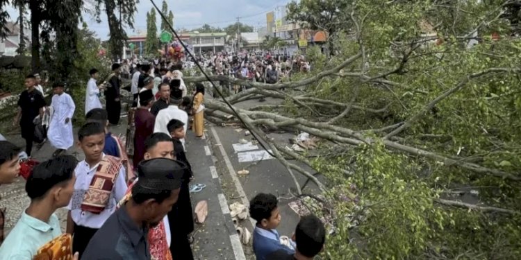 Pohon beringin tumbang di Alun-alun Kabupaten Pemalang/Ist