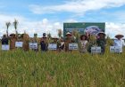 Pemkab Genjot Infrastruktur Pertanian, Petani di Muara Enim Didorong Panen Tiga Kali