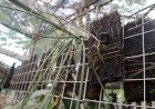 Bukit Asam Selamatkan Puluhan Jenis Anggrek Langka Melalui Program Rescue and Release