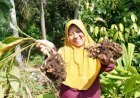 Dari Dapur Nenek ke Etalase Toko, Cerita Rofiah Angkat Derajat Jamu Tradisional