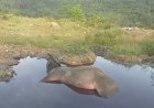 Puluhan Kerbau dan Sapi Mati Mendadak Terserang Penyakit Ngorok, Peternak Minta Tindakan Cepat