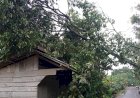 Respons Cepat Tim Gabungan Evakuasi Pohon Tumbang Akibat Cuaca Ekstrem di Sekayu