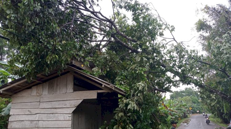 im Gabungan Bergerak Cepat Evakuasi Pohon Tumbang di Sekayu/ist