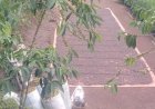 Produksi Kopi Premium di Empat Lawang Belum Maksimal, Petik Merah Masih Terbatas