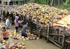 Petani Kelapa di Banyuasin Nikmati Harga Tinggi, Tapi Produksi Anjlok