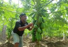 Petani Pepaya Empat Lawang Keluhkan Harga Tak Stabil, Banyak Buah Terbuang