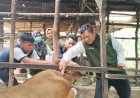 Jelang Idul Adha, Dinas Pertanian Lubuklinggau Pantau Kesehatan Hewan Kurban