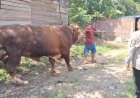 Presiden Prabowo Kurbankan Sapi 850 Kg untuk Warga Lubuklinggau di Idul Adha