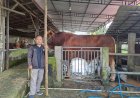 Sapi Kurban 1,27 Ton dari Presiden Prabowo Siap Disembelih di Masjid Al Muslim Musi Rawas