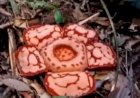 Bunga Langka Rafflesia Hasseltii Mekar di Hutan Karang Jaya Muratara