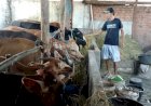 Jelang Idul Adha, Pedagang di Musi Rawas Raup Cuan dari Penjualan Sapi via Medsos
