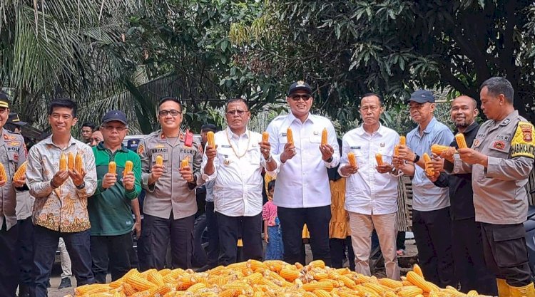 Panen jagung berlimpah. (ist/rmolsumsel.id) 