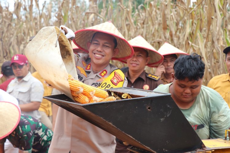 Kapolres Musi Rawas AKBP Agung Adhitya Prananta saat panen jagung. (ist/rmolsumsel.id)