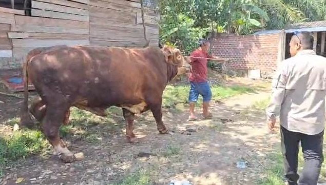 Presiden Republik Indonesia, Prabowo Subianto menyiapkan satu ekorsapi jenis simental seberat 850 kilogram/ist