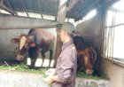 Pemkab Musi Rawas Terjunkan Tim Periksa Kesehatan Hewan...