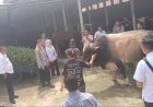 Sapi Bantuan Presiden Siap Disembelih di Prabumulih, Berat Hampir 1 Ton