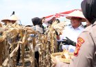 Jagung Sumsel Tembus 8 Ton per Hektar, Herman Deru: Terima Kasih Pak Kapolda