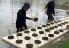 Sumsel Kembali Uji Coba Budidaya Padi Apung di Jakabaring, Siapkan 61 Varietas