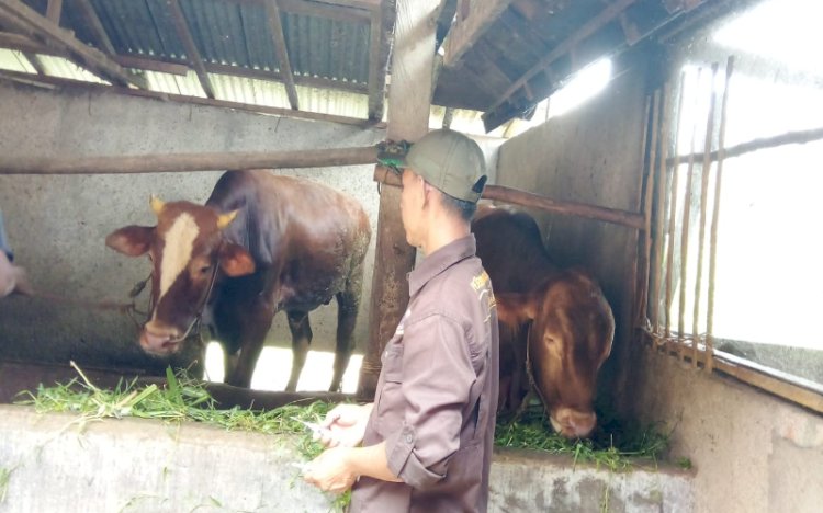 Petugas dari Dinas Tanaman Pangan Holtikultura dan Peternakan Kabupaten Musi Rawas mengecek kondisi kesehatan hewan kurban/ist