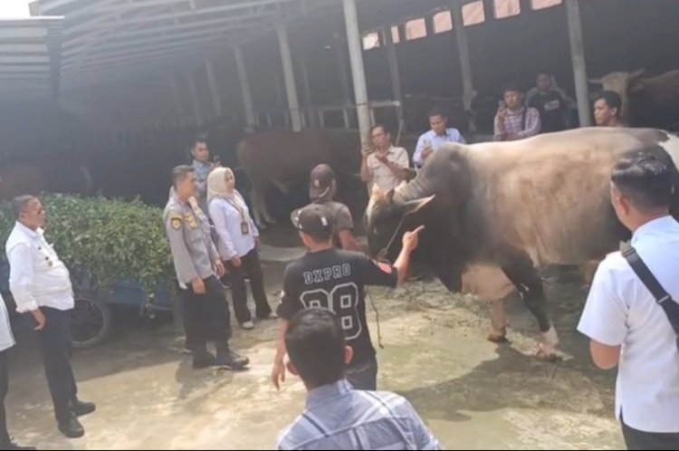Satu ekor sapi kurban bantuan Presiden Prabowo Subianto untuk masyarakat Kota Prabumulih dipastikan dalam kondisi sehat dan siap disembelih pada Hari Raya Iduladha/ist