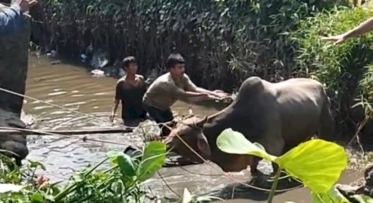 Warga mengevakuasi sapi kurban yang masuk ke anak sungai musi/ist