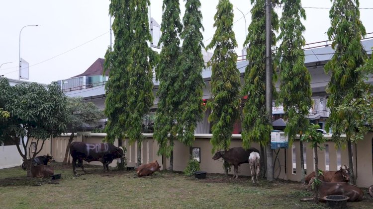 Sapi kurban dari Polda Sumsel. (Fauzi/RMOLSumsel.id)