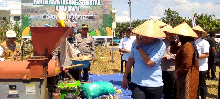 Wali Kota Lubuklinggau H Rachmat hIdayat saat melakukan panen raya jagung/ist